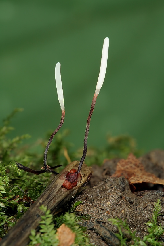 piestovka červenohlúbiková Typhula erythropus (Pers.) Fr.