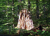 gotický oltár v stužickom pralese