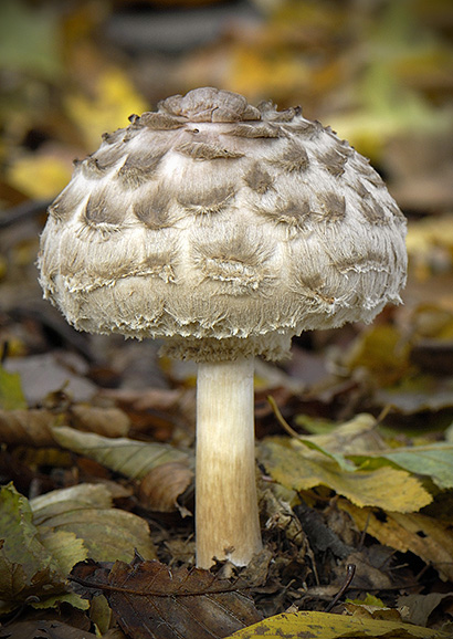 bedľa červenejúca Chlorophyllum rachodes (Vittad.) Vellinga