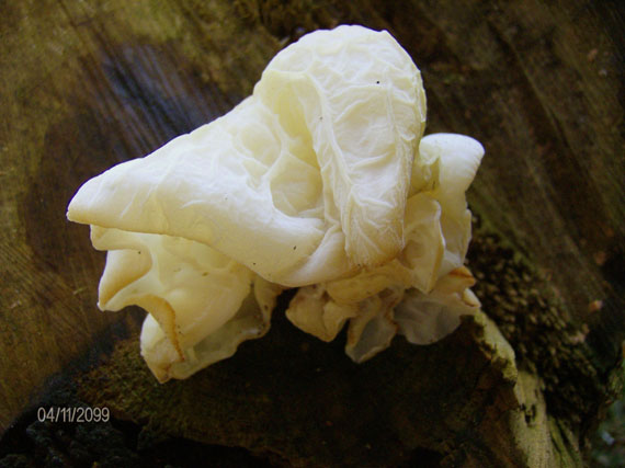 uchovec bazový - biela forma Auricularia auricula-judae (Bull.) Quél.