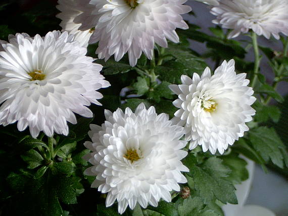 chryzantéma Chrysanthemum coccineum Willd.