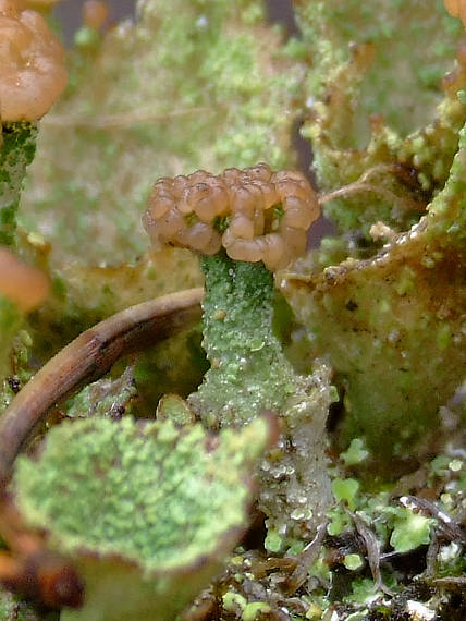 dutohlávka Cladonia pyxidata