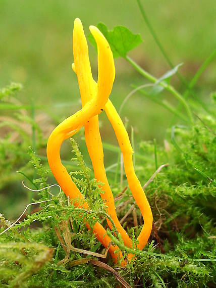 pakonárovka žltooranžová Clavulinopsis helvola (Pers.) Corner