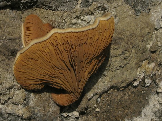 čechračka lastúrovitá Tapinella panuoides  (Batsch) E.-J. Gilbert