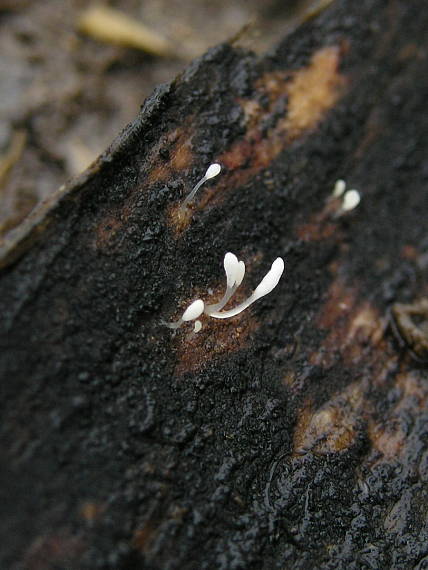 piestovka listová Typhula setipes  (Grev.) Berthier