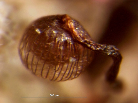 slizovka - Řešetovka mřížkovitá Cribraria cancellata var. fusca (G. Lister) Nann.-Bremek.