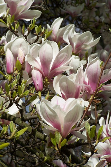 magnólia soulangeova Magnolia x soulangeana