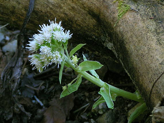 deväťsil biely Petasites albus (L.) P. Gaertn.