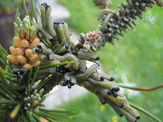 húseničky hrebeňovky hrdzavej  (Neodiprion sertifer)