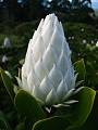 king protea  (protea cynaroides)