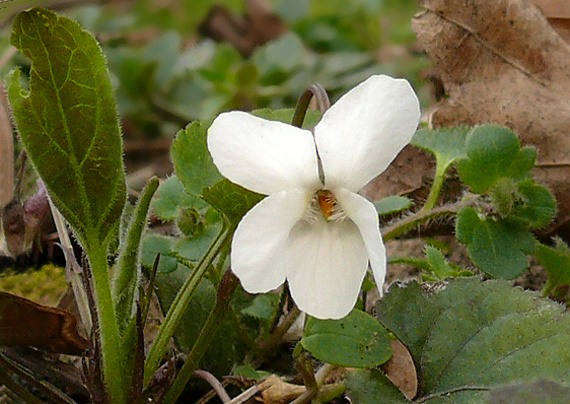 fialka biela Viola alba Besser