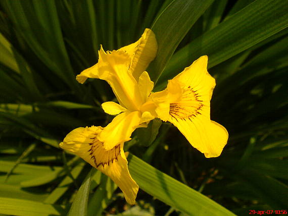 kosatec Iris pseudacorus L.