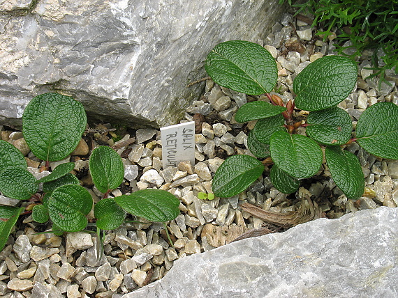 vrba sieťkovaná Salix reticulata L.