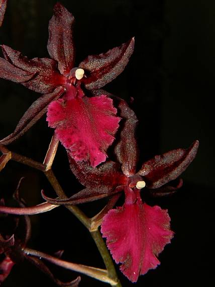 odontoglossum "Violetta" bictoniense