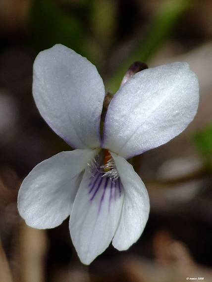 fialka voňavá - albín Viola odorata   L.