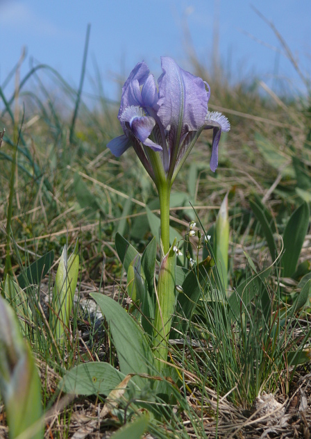 kosatec  Iris pumila  L.