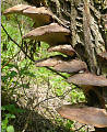 drevné huby na vŕbe 