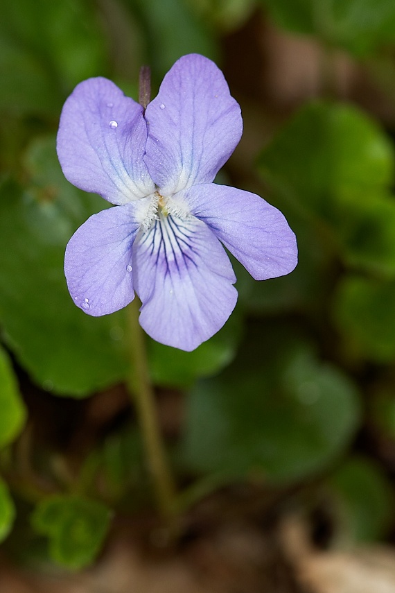 fialka psia Viola canina L. emend Rchb.