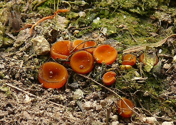 tanierovka Melastiza cornubiensis (Berk. & Broome) J. Moravec