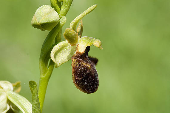 hmyzovník pavúkovitý  Ophrys sphegodes Mill.