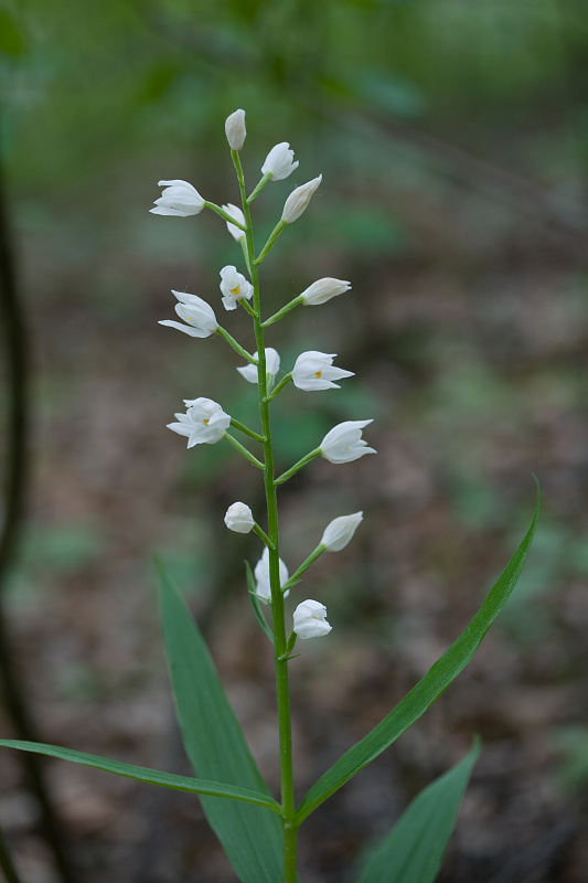 prilbovka dlholistá  Cephalanthera longifolia (L.) Fritsch