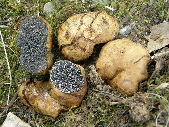 černúšik strakatý Melanogaster variegatus (Vittad.) Tul. & C. Tul.