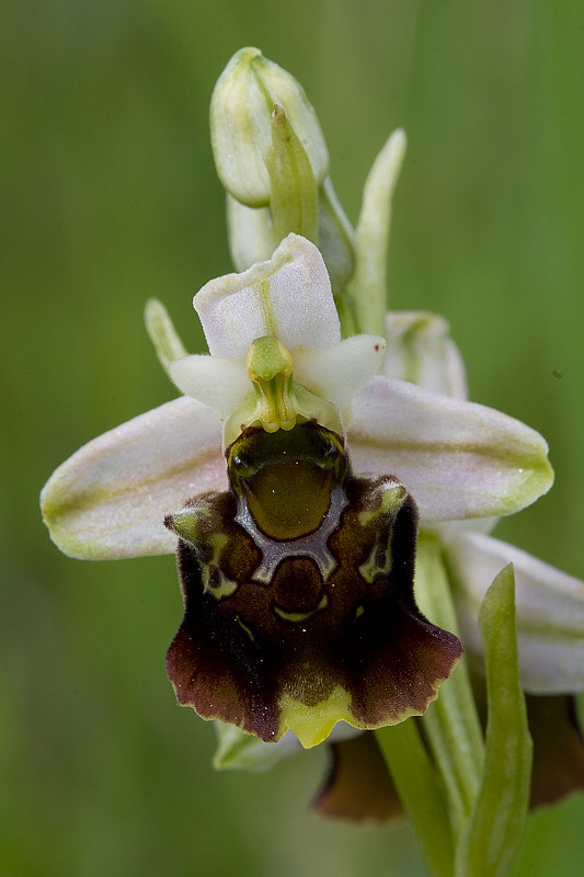 hmyzovník čmeľovitý  Ophrys holoserica (Burm. F.) Greuter