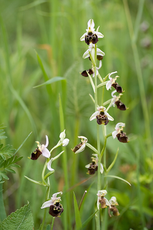 hmyzovník čmeľovitý  Ophrys holoserica (Burm. F.) Greuter