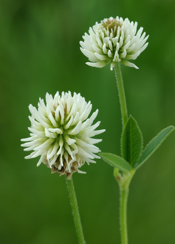 ďatelina horská - jetel horský Trifolium montanum L.