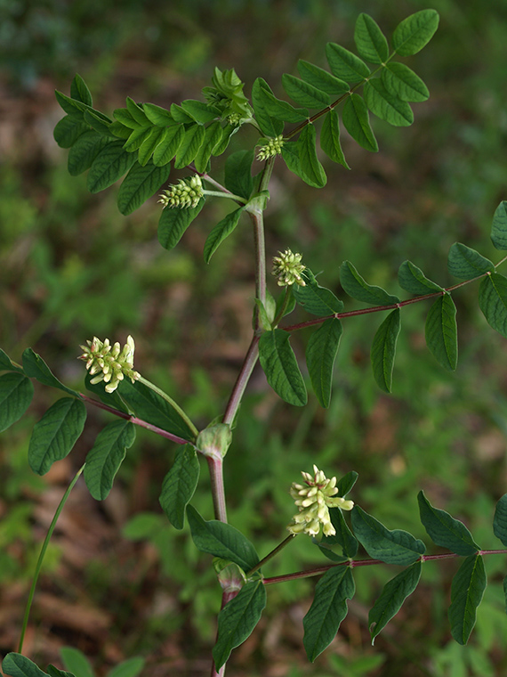 kozinec sladkolistý Astragalus glycyphyllos  L.