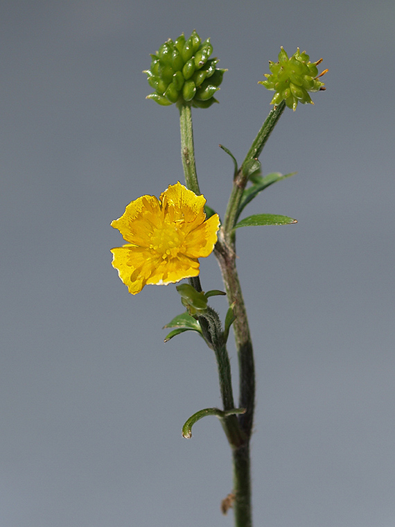 iskerník prudký Ranunculus acris L.