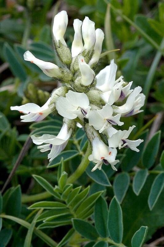 kozinec južný Astragalus australis  (L.) Lam.