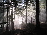 ráno v lese
