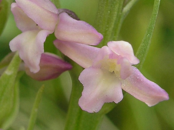 päťprstnica voňavá Gymnadenia odoratissima (L.) Rich.