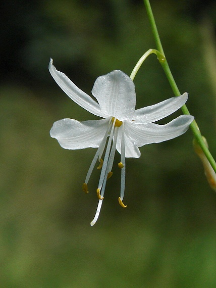 jagavka konáristá Anthericum ramosum L.