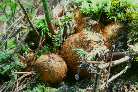 kořenovec žlutavý Rhizopogon luteolus Fr. & Nordholm