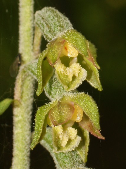 kruštík drobnolistý Epipactis microphylla (Ehrh.) Swartz