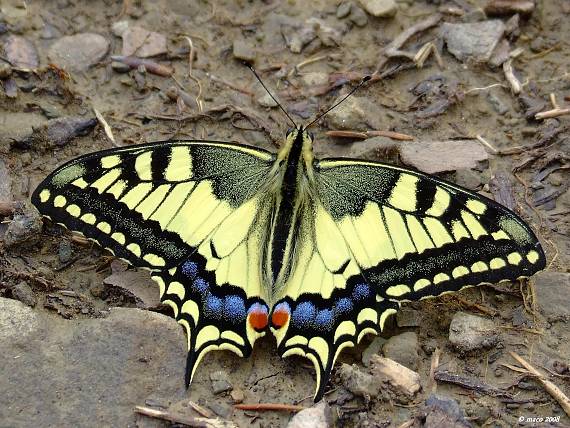 vidlochvost feniklový Papilio machaon   Linnaeus 1758