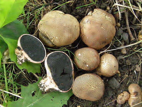 pestrec prášnicovitý Scleroderma areolatum Ehrenb.