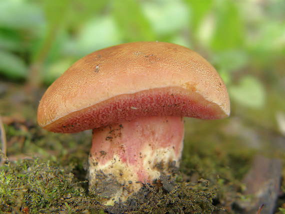 rubínovec obyčajný Chalciporus rubinus (W.G. Sm.) Singer