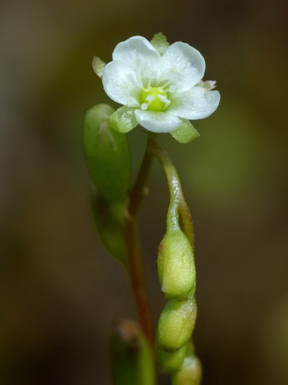 rosička okrúhlolistá - rosnatka okrouhlolistá Drosera rotundifolia L.