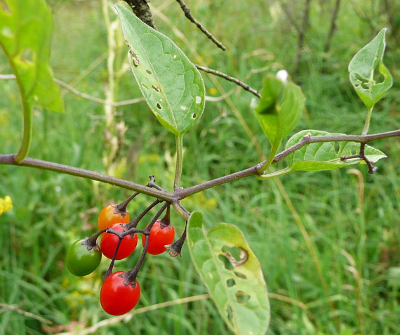 ľulok sladkohorký Solanum dulcamara L.