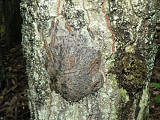 priadkovček dubový