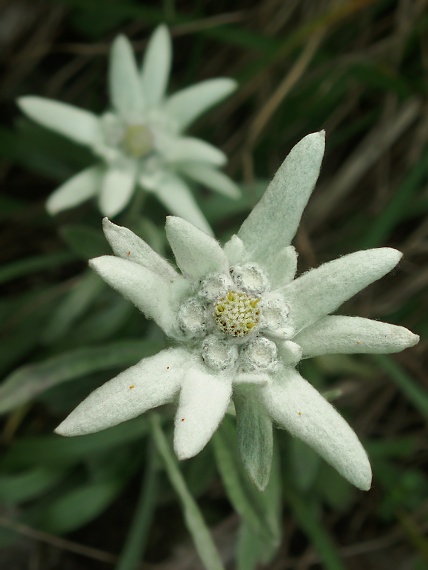 plesnivec Leontopodium alpinum  Cass.