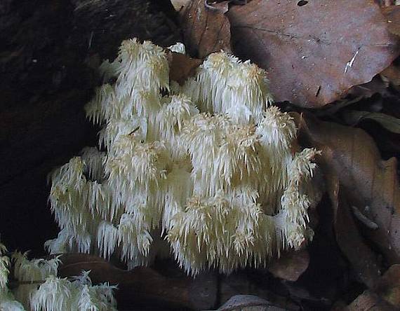 koralovec bukový  Hericium coralloides (Scop.) Pers.