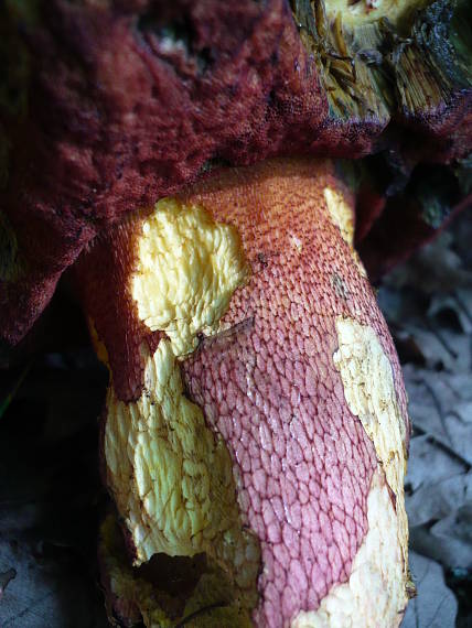hríb purpurový Rubroboletus rhodoxanthus Kuan Zhao &amp; Zhu L. Yang