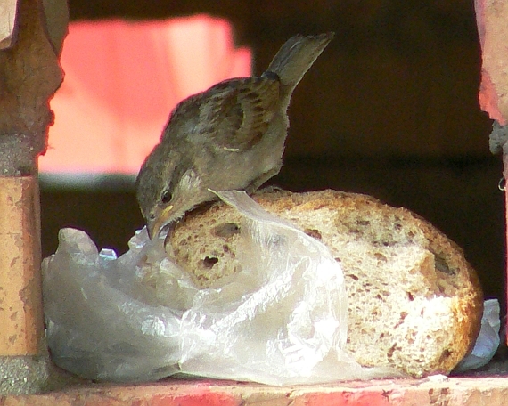 vrabec domáci - samička Passer domestita