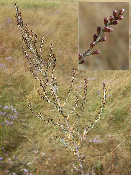 palina slanomilná rozložitá Artemisia santonicum subsp. patens (Neilr.) K. M. Perss.