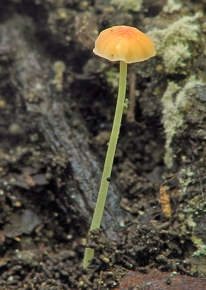 prilbička ihličková Mycena acicula (Schaeff.) P. Kumm.