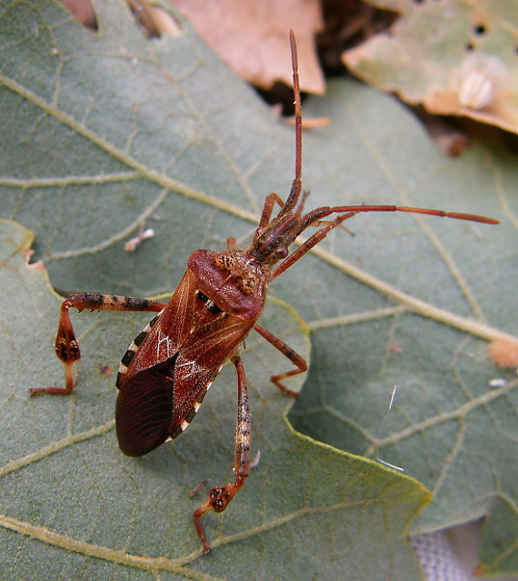 bzdocha Leptoglossus occidentalis (Coreidae)